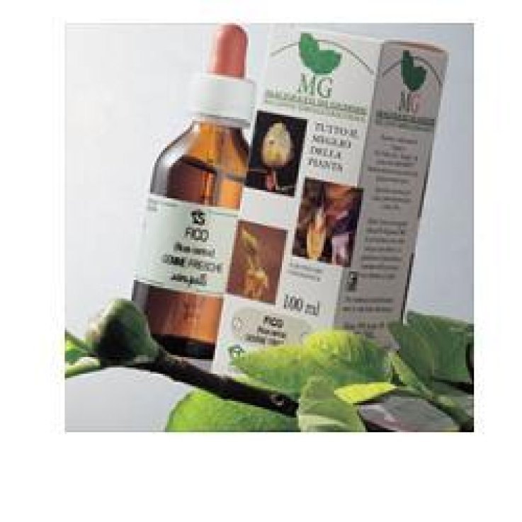 Carpino 100ml Mg