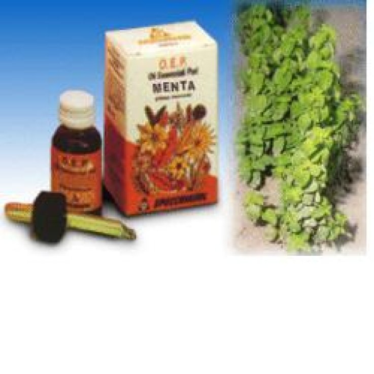 Menta Olio Essenzialepuro 10ml Menta Olio Essenzialepuro 10ml