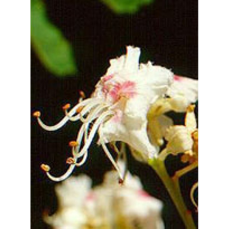 MSA AESCULUS HIPPOCA 50ML MSA AESCULUS HIPPOCA 50ML
