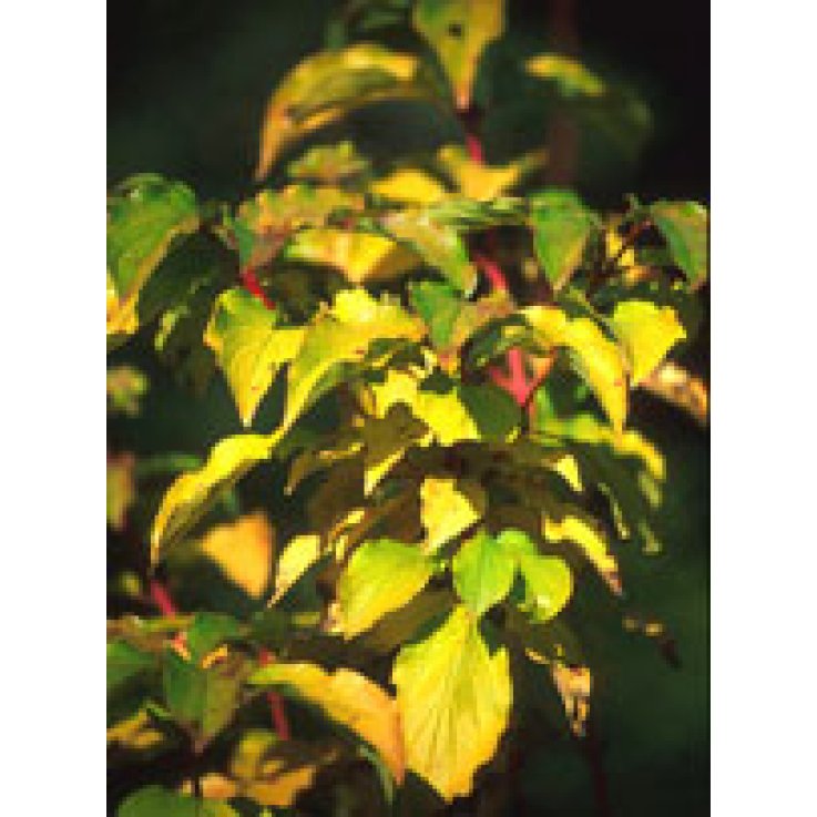 MSA CORNUS SANGUINEA 50ML MSA CORNUS SANGUINEA 50ML