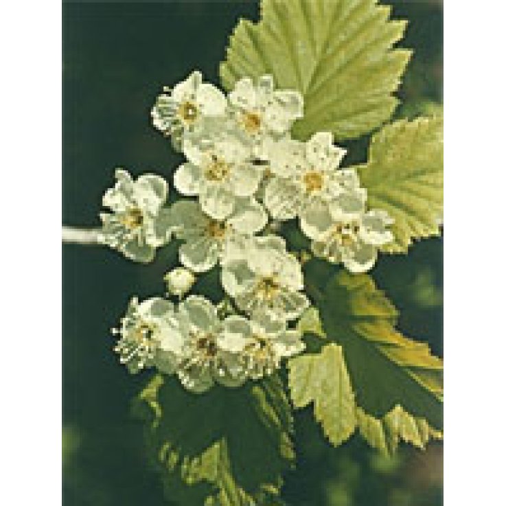 Msa Crataegus Oxyaca 50ml Msa Crataegus Oxyaca 50ml