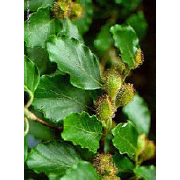 MSA FAGUS SYLVATICA 50ML MSA FAGUS SYLVATICA 50ML