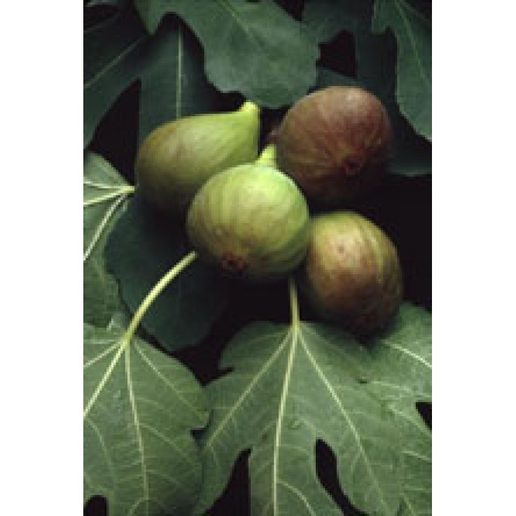 MSA FICUS CARICA 50ML MSA FICUS CARICA 50ML