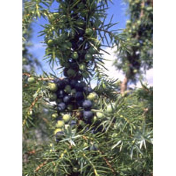 Msa Juniperus Commun 50ml Msa Juniperus Commun 50ml