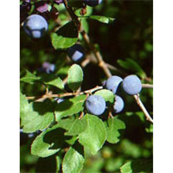 Msa Prunus Spinosa 50ml Msa Prunus Spinosa 50ml