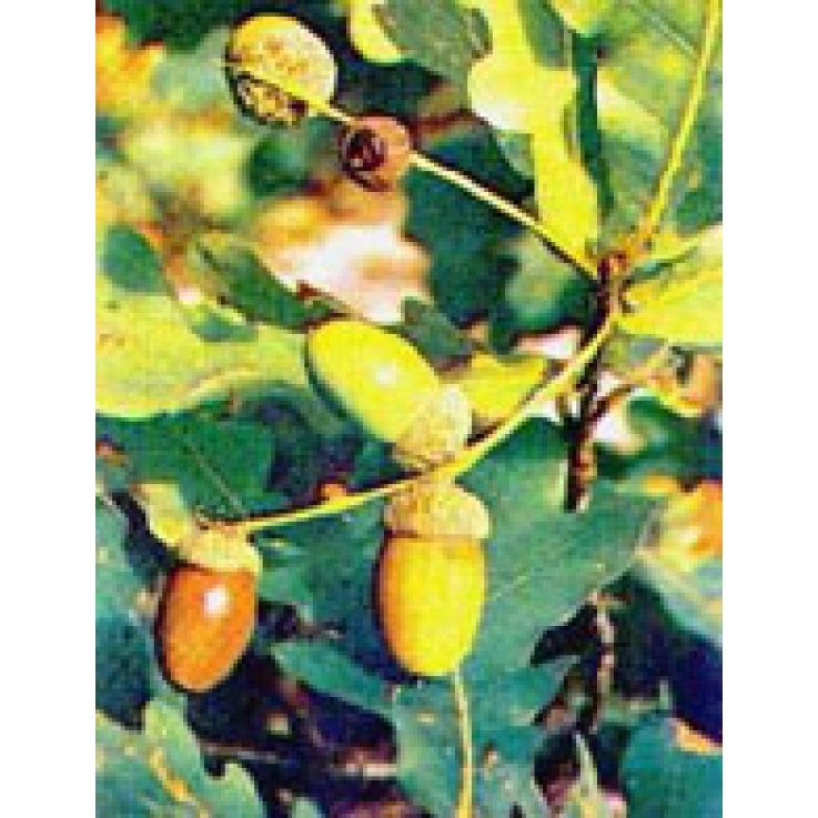 MSA QUERCUS PEDUNCOL 50ML MSA QUERCUS PEDUNCOL 50ML