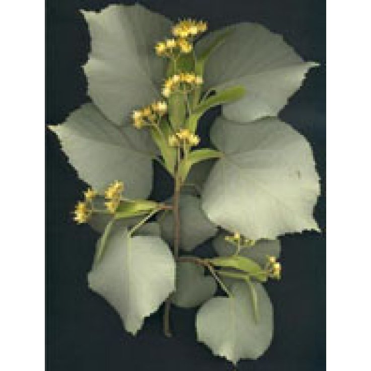 Msa Tilia Tomentosa 50ml Msa Tilia Tomentosa 50ml