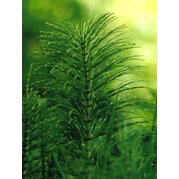 Tsa Equisetum Arvense 50ml Tsa Equisetum Arvense 50ml