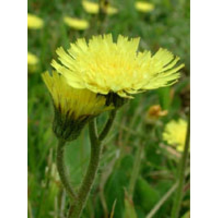 TSA HIERACIUM PILOSELLA 50ML TSA HIERACIUM PILOSELLA 50ML