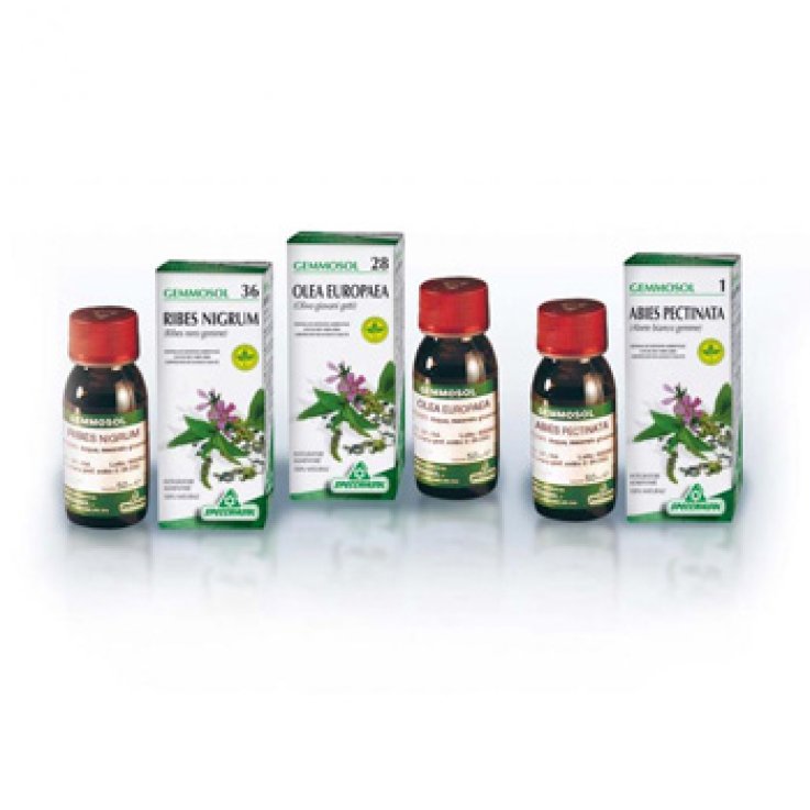 Gemmosol 24 Fico 50ml Gemmosol 24 Fico 50ml