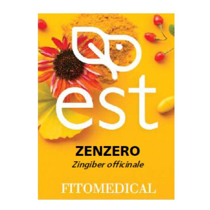 ZENZERO ES 60TAV ZENZERO ES 60TAV