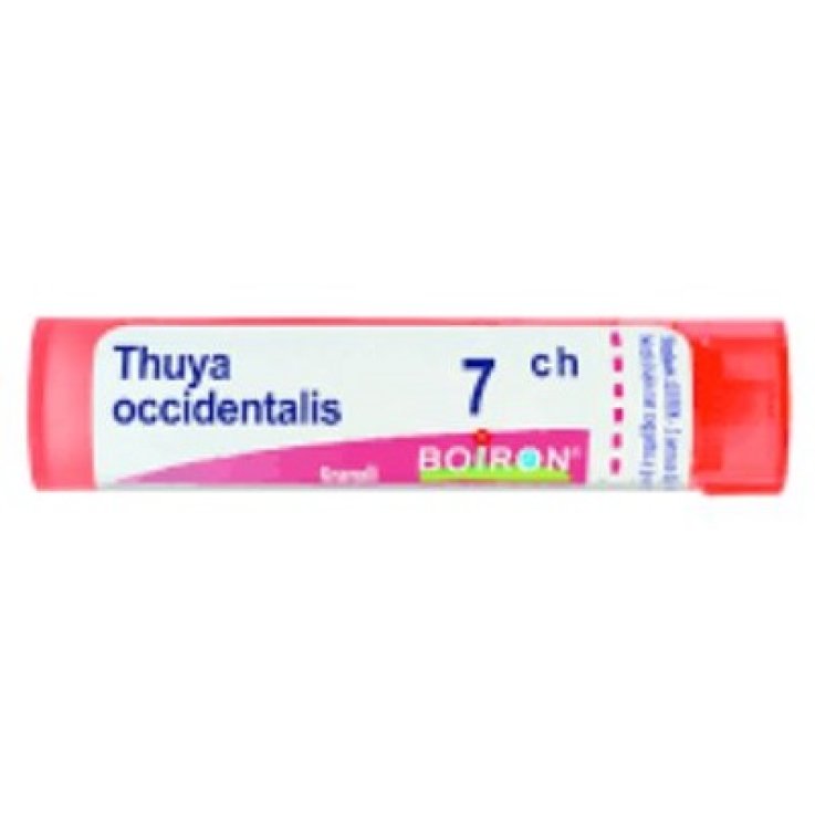 Thuya Occ 7ch Gl 1g Thuya Occ 7ch Gl 1g