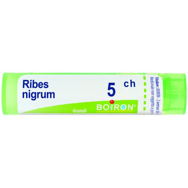 Ribes Nigrum 5ch Gr 4g Ribes Nigrum 5ch Gr 4g