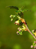 MSA RIBES NIGRUM 50 ML - Farmadillo