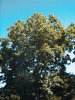 MSA FRAXINUS EXCELSIOR 50 ML - Farmadillo
