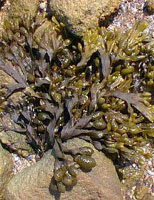 TSA FUCUS VESICULOSUS 50 ML - Farmadillo