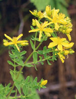 TSA HIPERICUM PERFORATUM 50 ML - Farmadillo