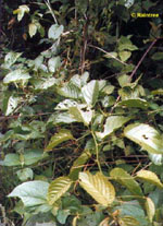 TSA UNCARIA TOMENTOSA 50 ML - Farmadillo