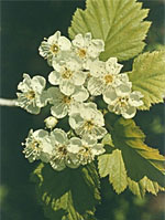 TSA CRATAEGUS OXYCANTHIA 50 ML - Farmadillo