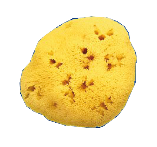SPUGNA NATURALE FORI L 12/13CM 9 - Farmadillo
