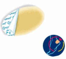 COMPEED VESCICHE CEROTTI FORMATO MEDIO 5 PEZZI - Farmadillo