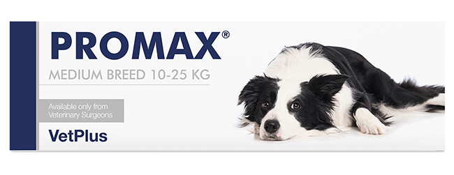 PROMAX MEDIUM BREED 18 ML - Farmadillo